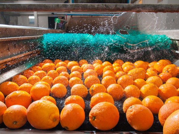 Voedingsmiddelenindustrie Wassen Sinaasappels Vge Pro Site